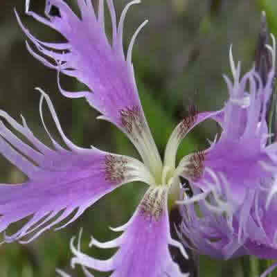 /Dianthus plumarius scented 